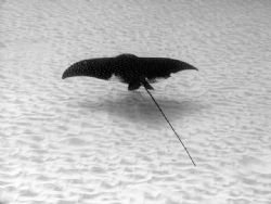 Spotted Eagle ray flying over the sand - too far for a st... by James Ridgway 